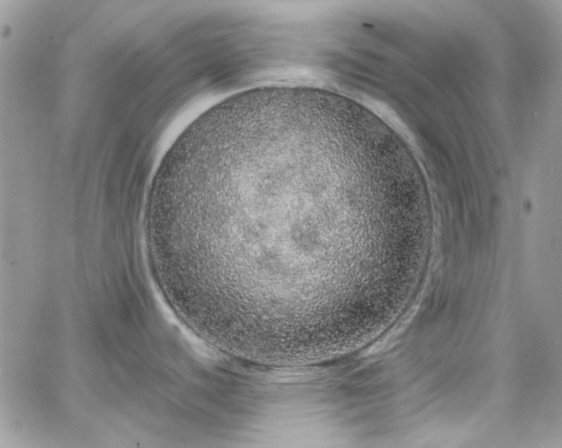 X0000066531440200603241350