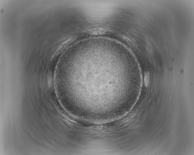 X0000066531444200603241350