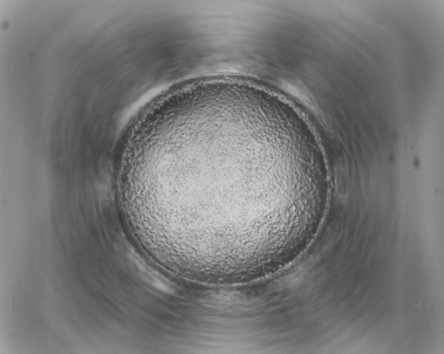 X0000066531452200603241349