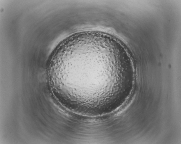 X0000066531501200603241348