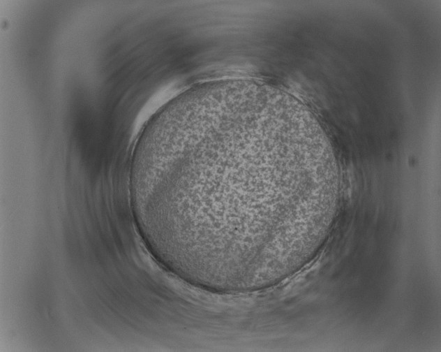 X0000066530004200603311831