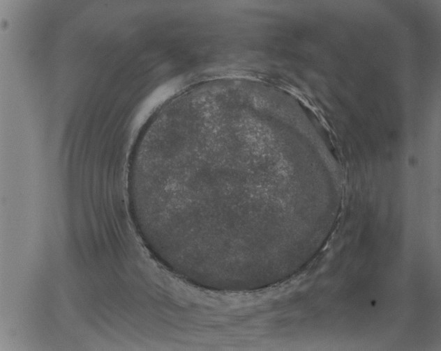 X0000066530006200603311831