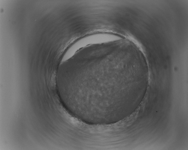 X0000066530009200603311831