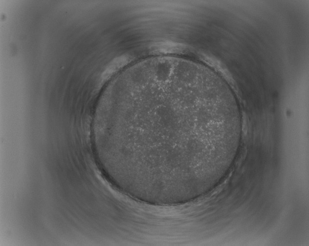 X0000066530010200603311831