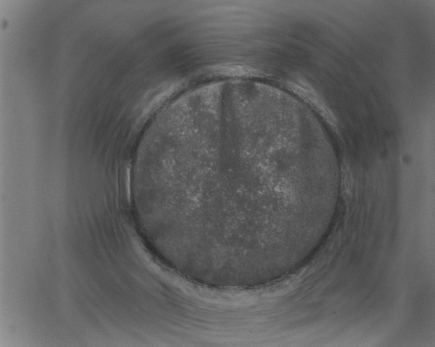 X0000066530014200603311831