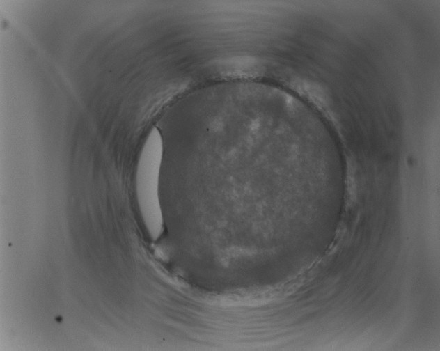 X0000066530017200603311831