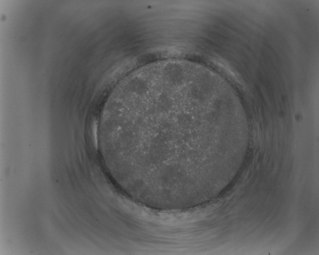 X0000066530022200603311831