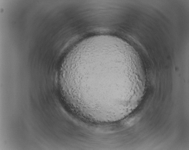 X0000066530024200603311831