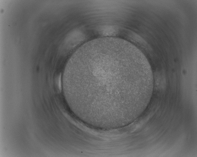 X0000066530028200603311831