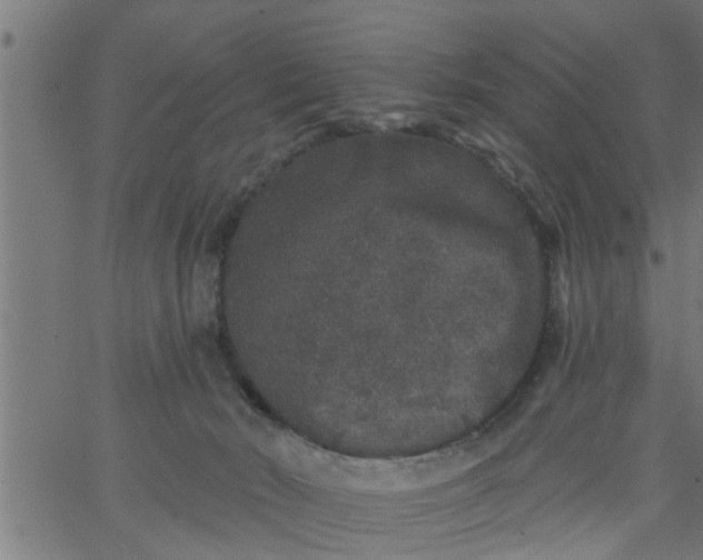 X0000066530030200603311831