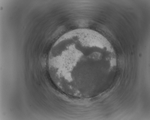 X0000066530032200603311831