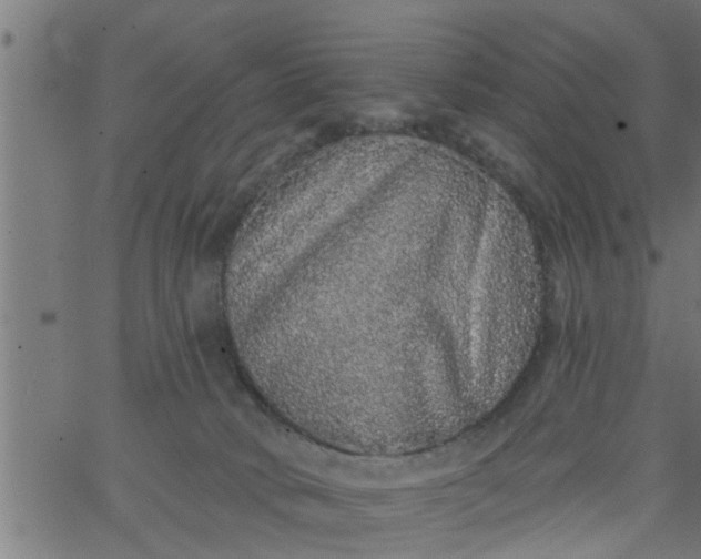 X0000066530034200603311831