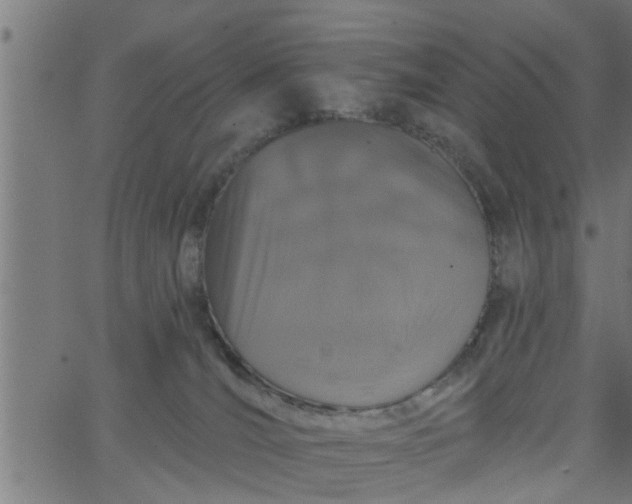 X0000066530036200603311831