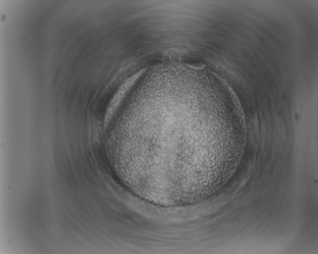 X0000066530038200603311831