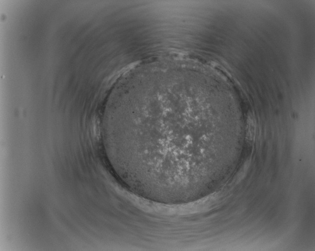 X0000066530043200603311831