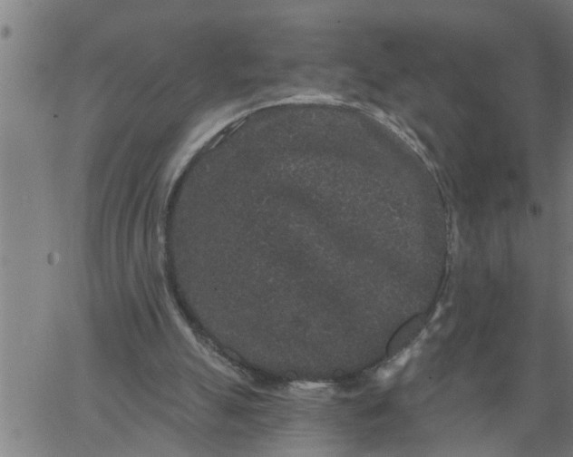 X0000066530055200603311830