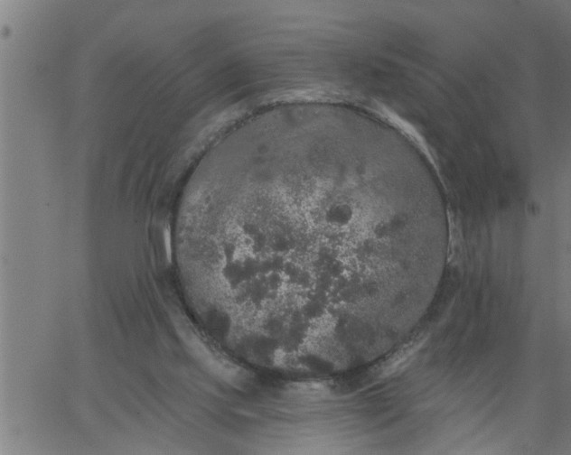 X0000066530061200603311830