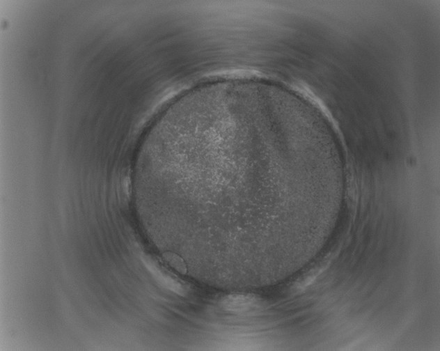 X0000066530063200603311830