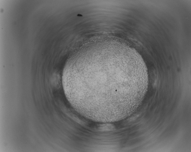 X0000066530087200603311831