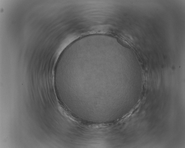 X0000066530100200603311830