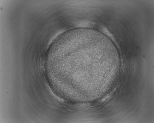 X0000066530106200603311830