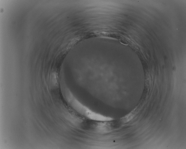 X0000066530130200603311829