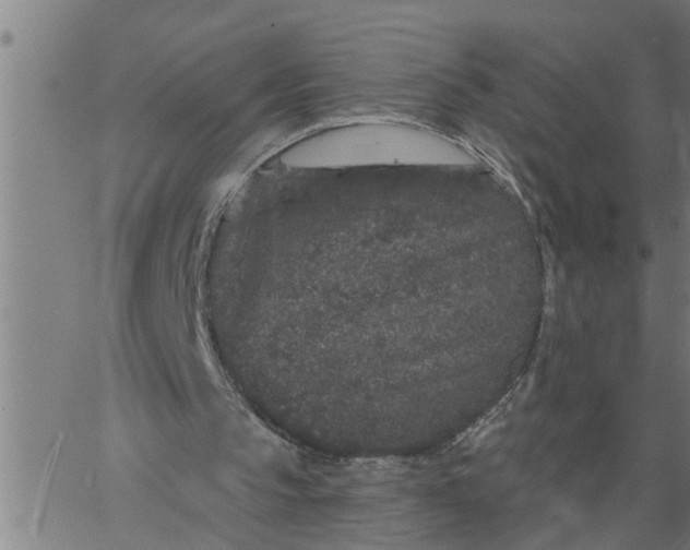 X0000066530145200603311828