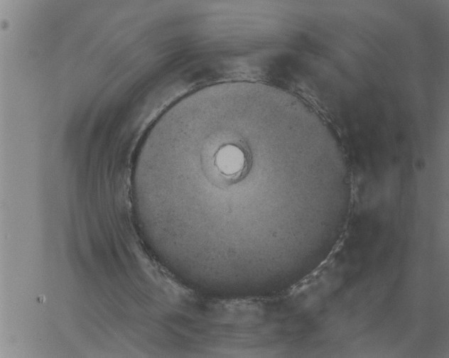 X0000066530146200603311828