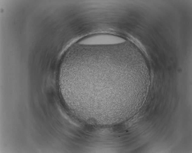 X0000066530155200603311828