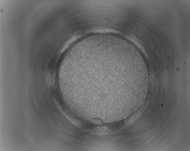 X0000066530159200603311829