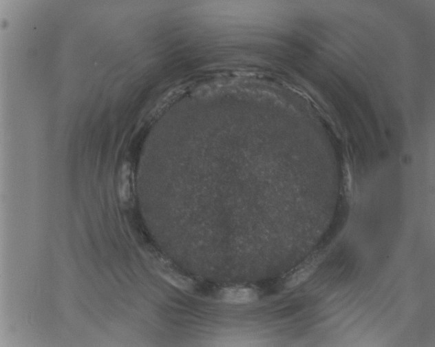 X0000066530169200603311829