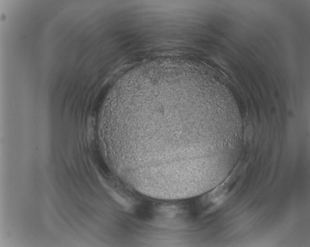 X0000066530171200603311829