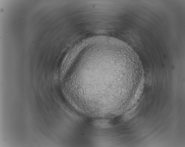 X0000066530179200603311829