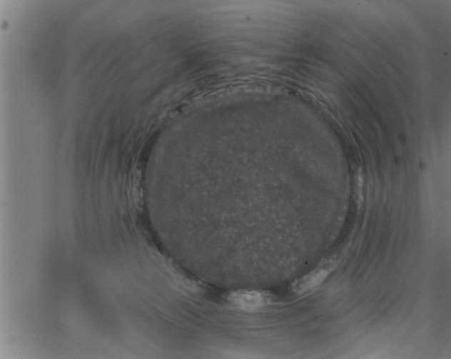 X0000066530181200603311829