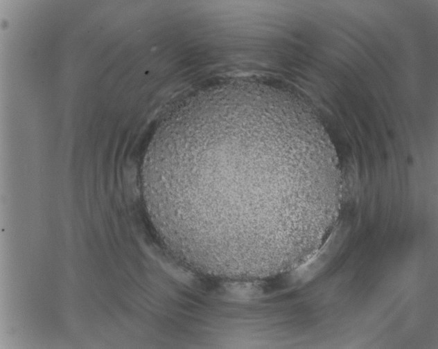 X0000066530187200603311829