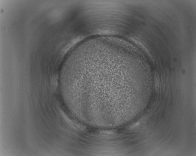 X0000066530208200603311828