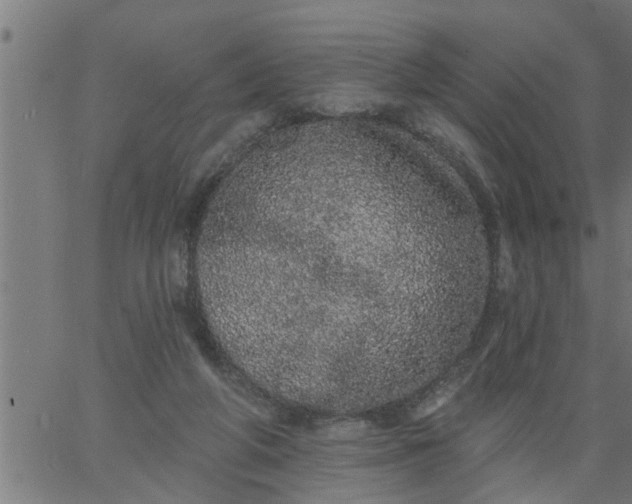 X0000066530210200603311828