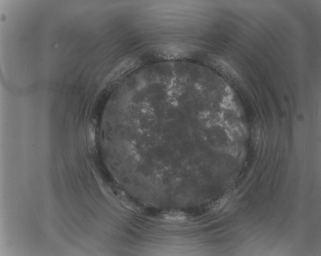 X0000066530214200603311828