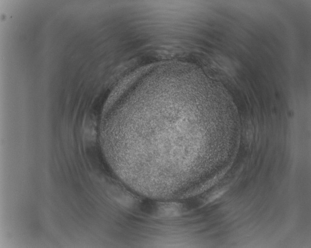 X0000066530226200603311828