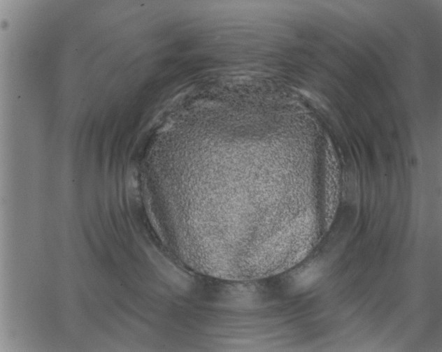 X0000066530238200603311828