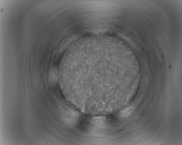 X0000066530240200603311828