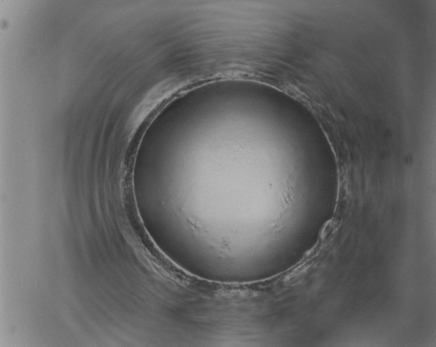 X0000066530242200603311827