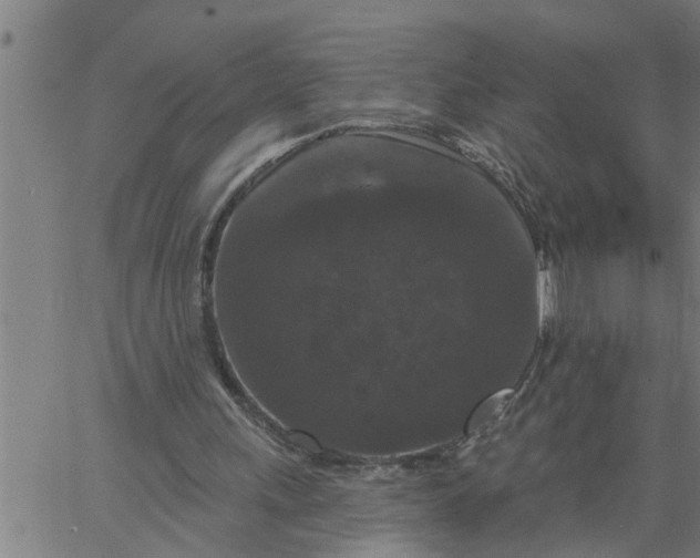 X0000066530243200603311827