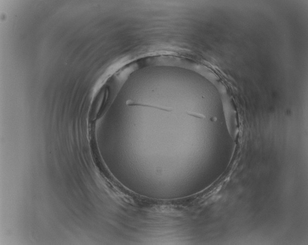 X0000066530244200603311827