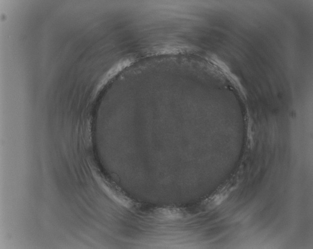 X0000066530250200603311827