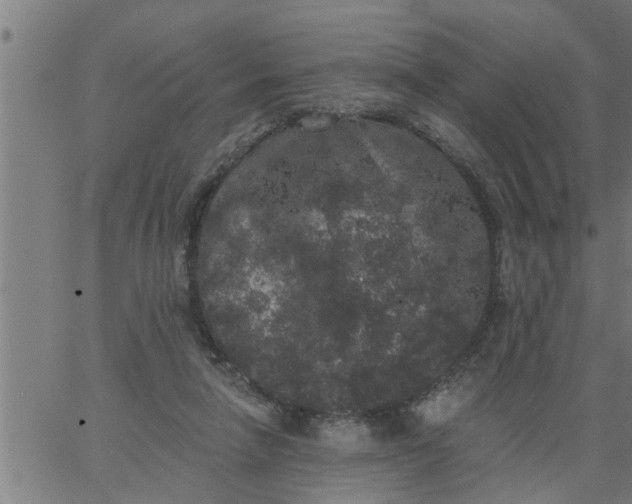 X0000066530258200603311827