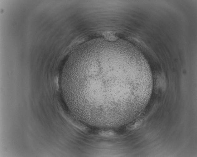 X0000066530262200603311827