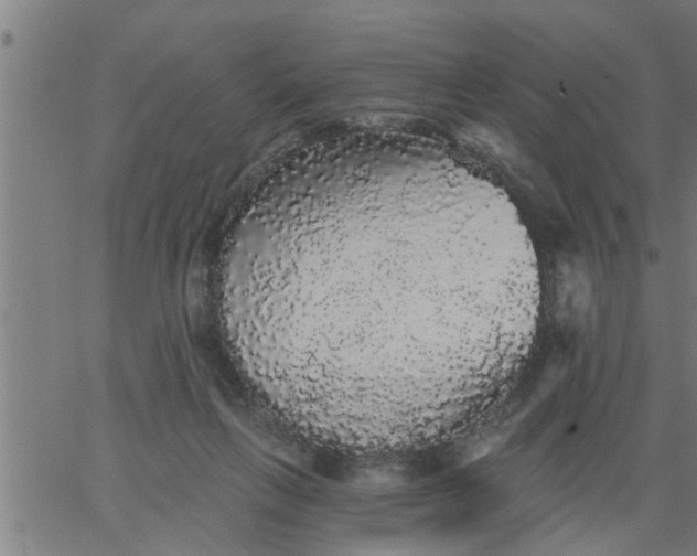 X0000066530263200603311827