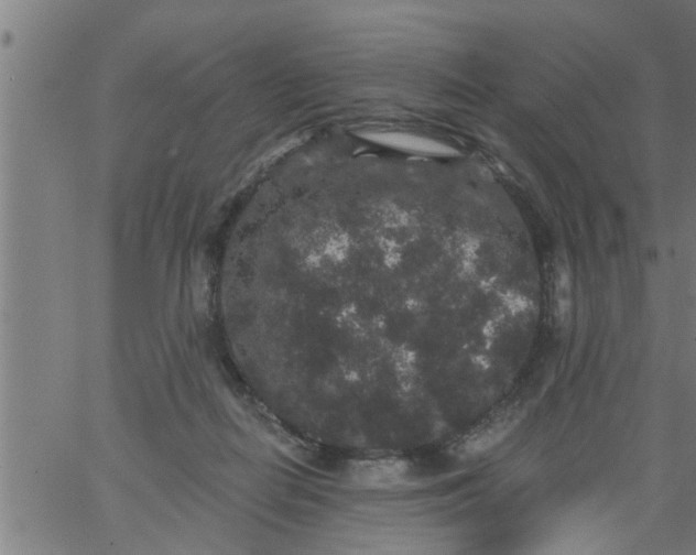 X0000066530266200603311827