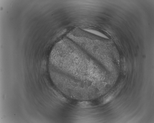 X0000066530269200603311827